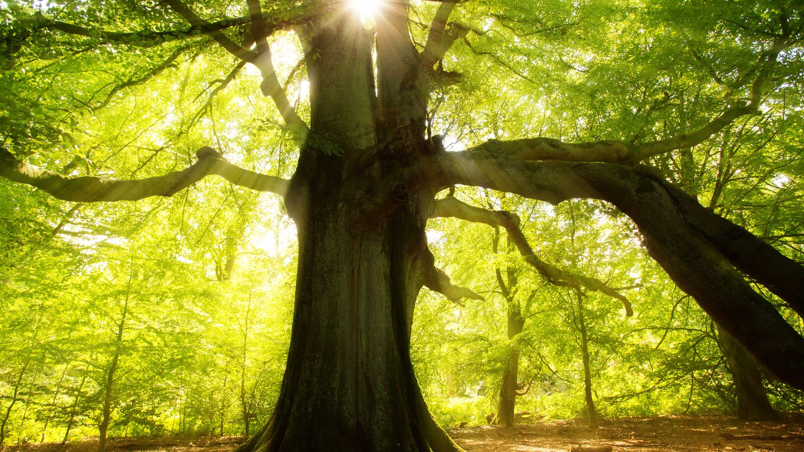 Großer Baum im Wald, Sonne strahlt durch das Blätterdach