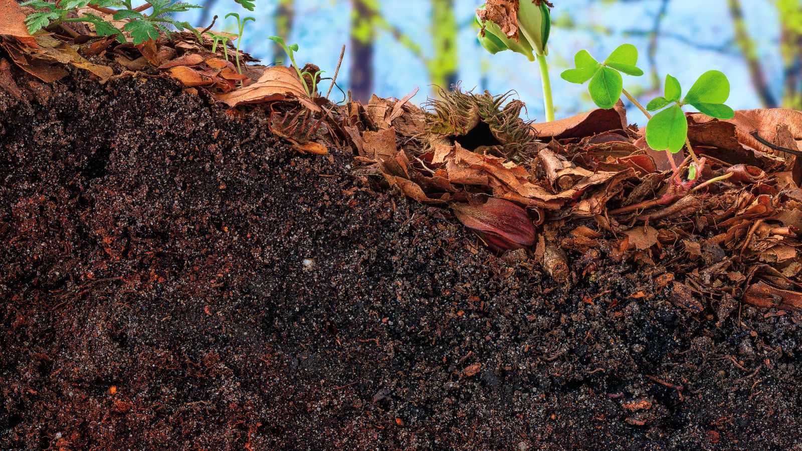 Querschnitt eines Waldbodens mit braunem Laub und grünen Jungtrieben an der Oberfläche. Im Hintergrund stehen Bäume vor blauem Himmel.