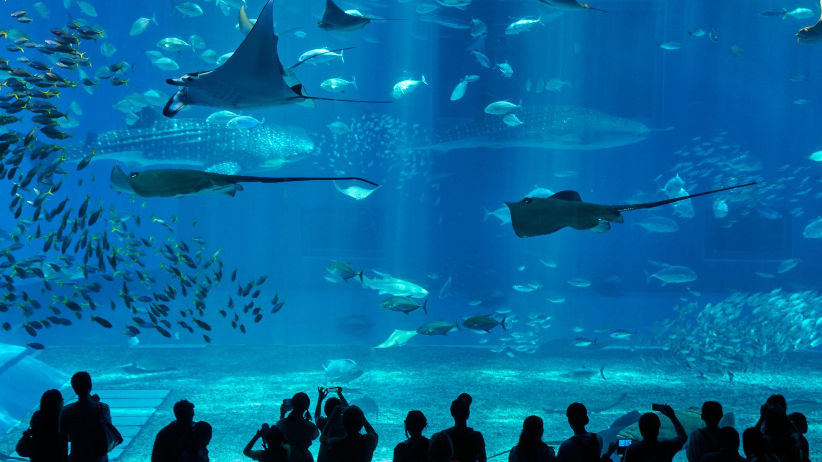 Menschengruppen stehen vor der Scheibe eines großen Aquariums mit vielen unterschiedlichen Fischen