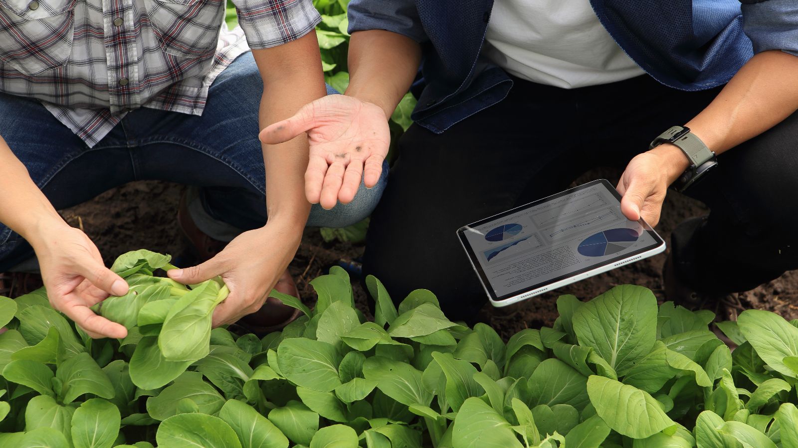 Zwei Männer hocken in einem Feld vor einer Reihe junger Salatpflanzen. Der Mann auf der linken Seite inspiziert eine Pflanze mit seinen Händen. Der andere gestikuliert und hält ein Tablet in seiner Hand.