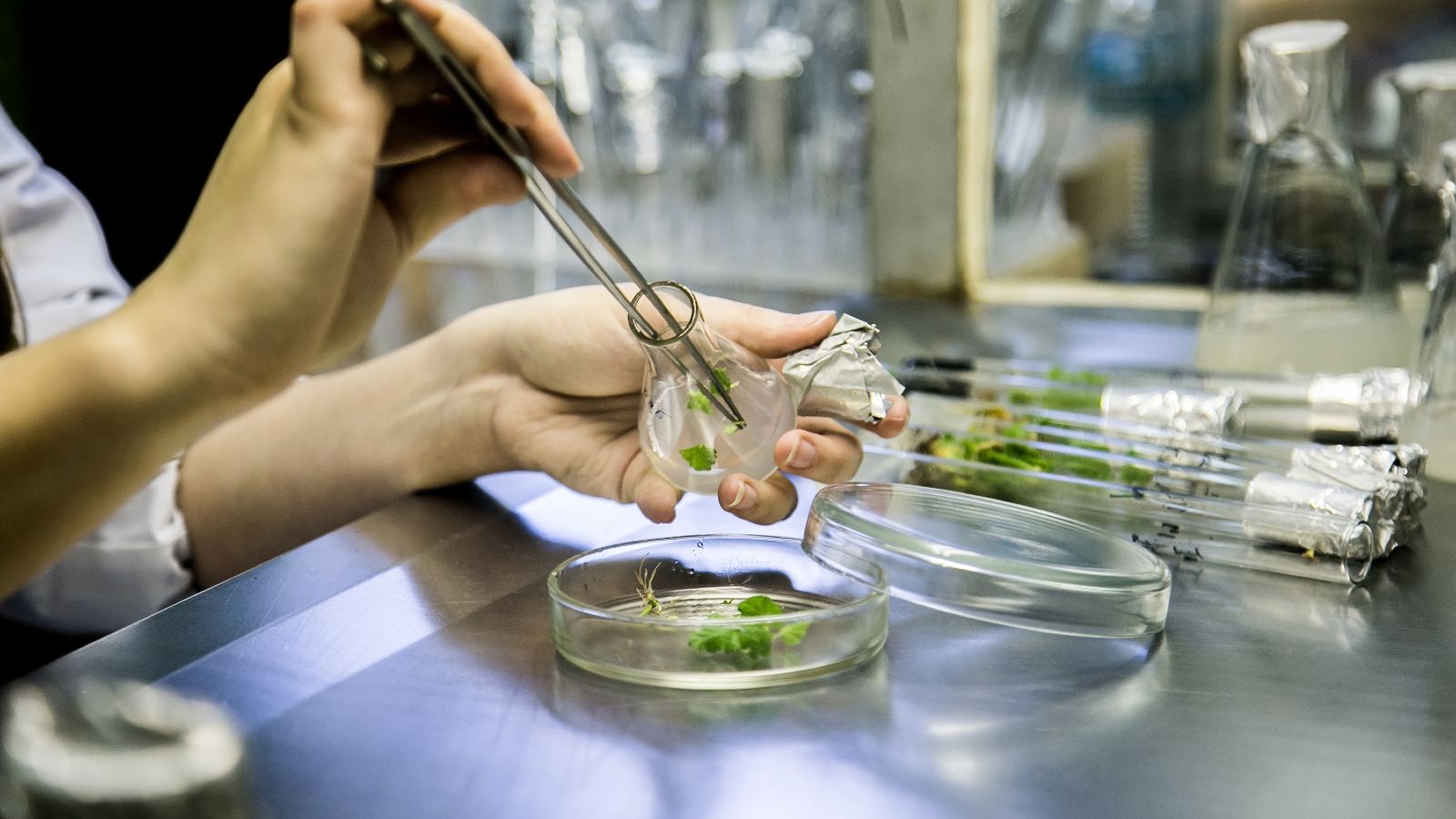 Im Vordergrund eine Petrischale mit Meristemkulturen über der eine Hand einen Erlen-Meyerkolben hält aus dem mit einer Pinzette weitere Pflanzenteile entnommen werden. Im Hintergrund mit Pflanzen gefüllte Reagenzgläser, die auf dem Tisch liegen.