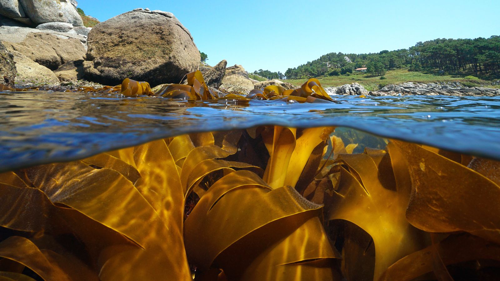 Querschnitt eines Gewässers. In der unteren Bildhälfte sind unter der Wasseroberfläche große braune Algen zu sehen. An der Oberfläche liegt das mit großen Steinen begrenzte Ufer mit Wiesen und Bäumen im Hintergrund.