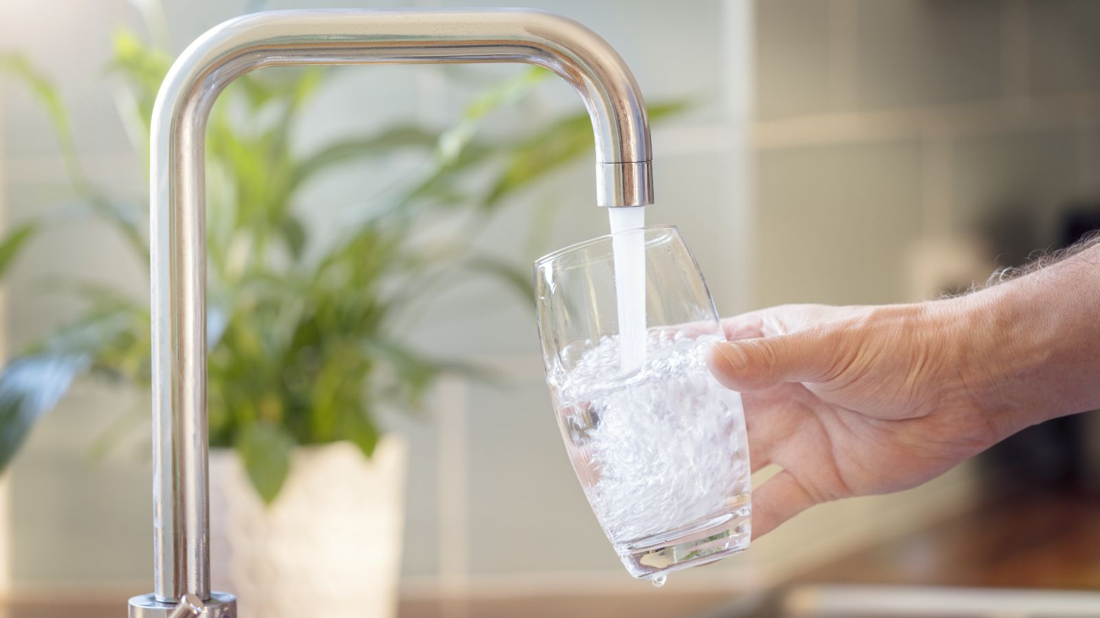 Hand füllt Glas mit Leitungswasser. Im Hintergrund verschwommene Zimmerppflanze erkennbar.