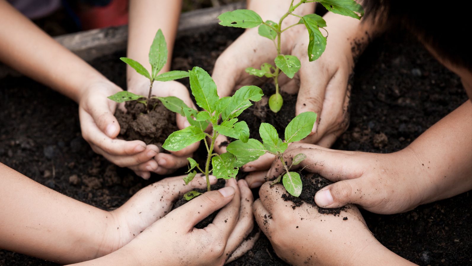 Vier Paar geschlossene Kinderhände halten je einen Jungtrieb über dunkler Muttererde in einem großen Blumenkübel.