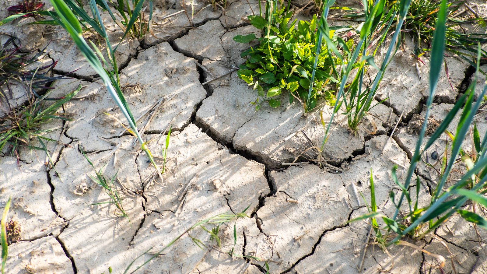 Durch Trockenheit zerklüfteter Boden mit spärlichem Pflanzenwachstum.