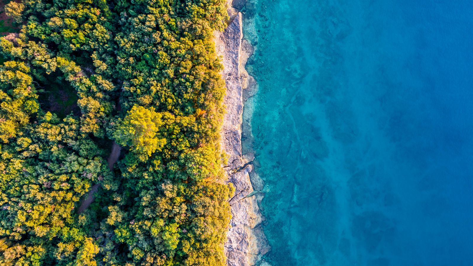 Luftansicht mit einem bewaldeten Strand auf der linken Seite und auf der rechten Seite das Meer.