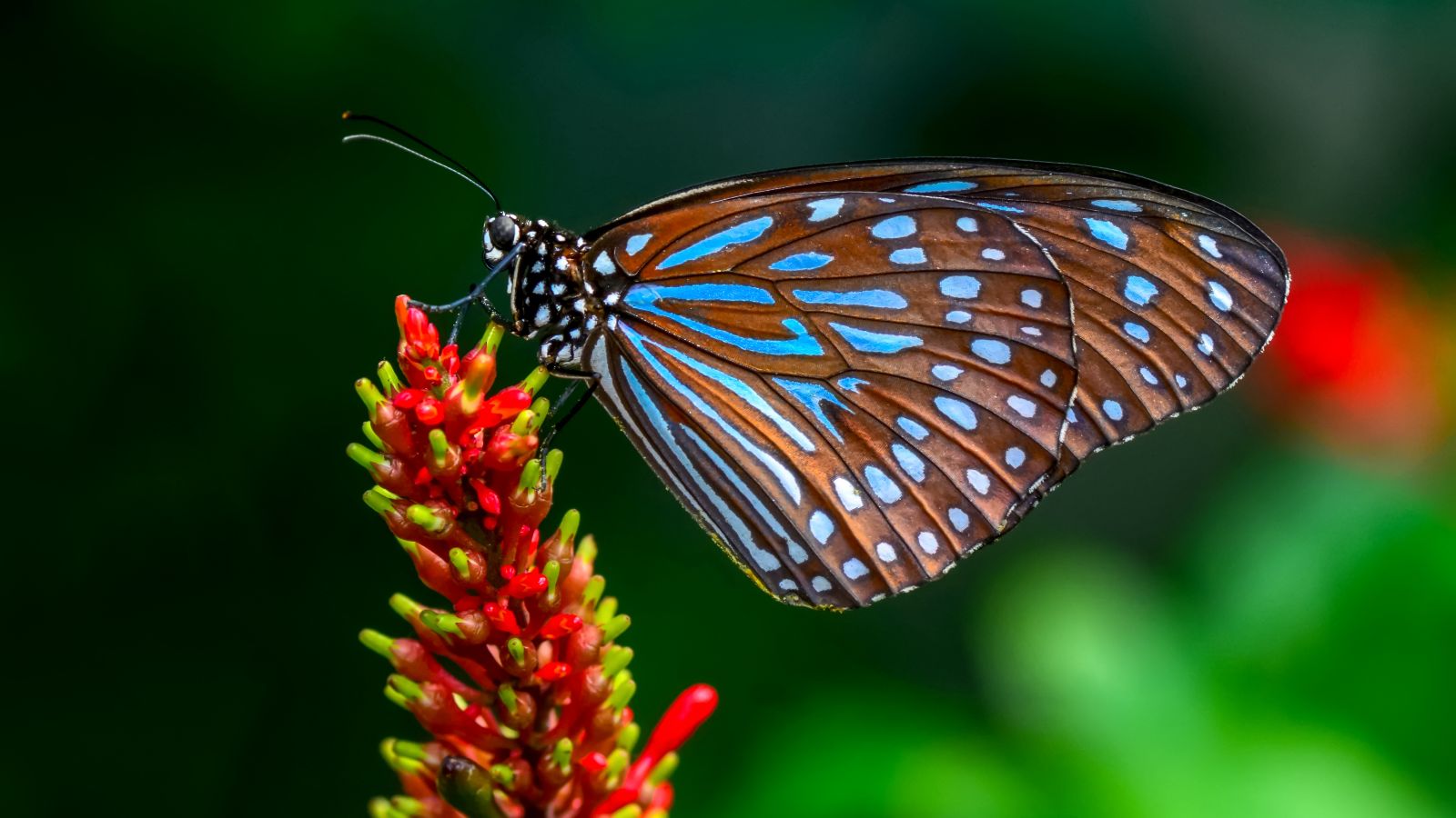 Schmetterling an Pflanze 