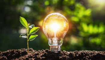 A young shoot grows out of fresh dark soil. Next to it, a glowing light bulb is stuck in the ground. In the blur of the background, rays of sunlight shine through the green canopy of surrounding trees.