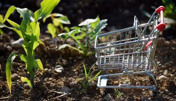 Ein Miniatur-Einkaufswagen steht im Feld neben einem Maistrieb. Den Untergrund bildet aufgelockertes Erdreich mit vereinzelten Kieseln.