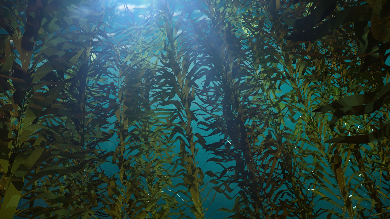 Blick von unten unter der Wasseroberfläche nach oben, wo Sonnenstrahlen durch das Wasser dringen und einen Kelpwald sichtbar machen.