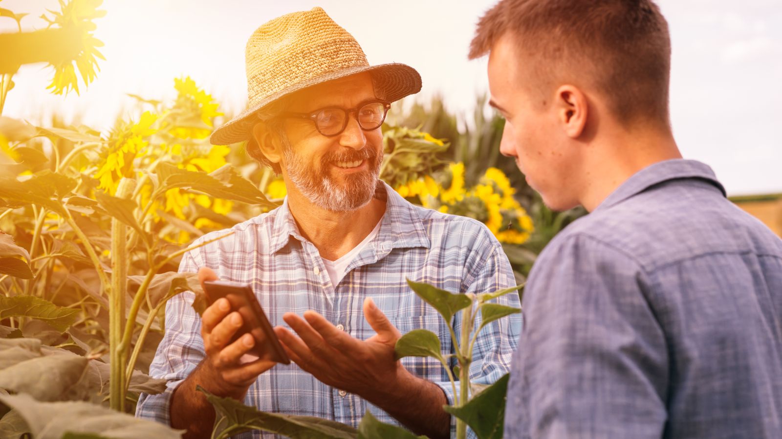 In einem Feld aus Sonnenblumen steht ein älterer Mann mit Strohhut und zeigt einem aufmerksamen jungem Mann etwas auf seinem Smartphone.