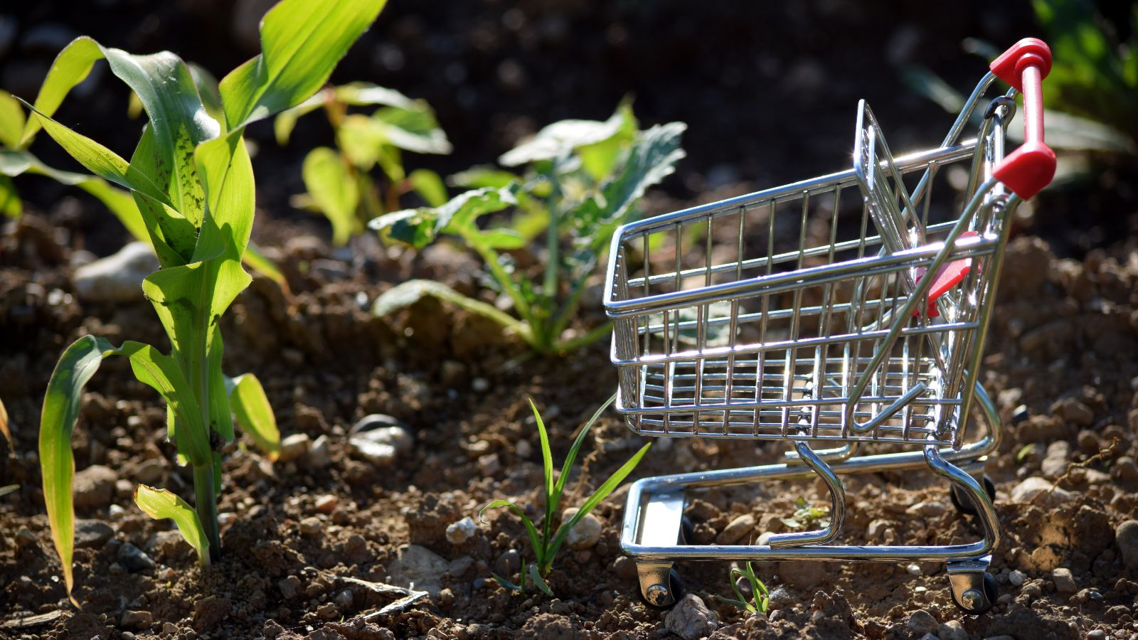 Ein Miniatur-Einkaufswagen steht im Feld neben einem Maistrieb. Den Untergrund bildet aufgelockertes Erdreich mit vereinzelten Kieseln.