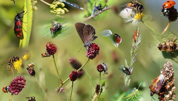 Die digitale Kollage zeigt diverse heimische Insekten auf verschiedenen Blütenständen.