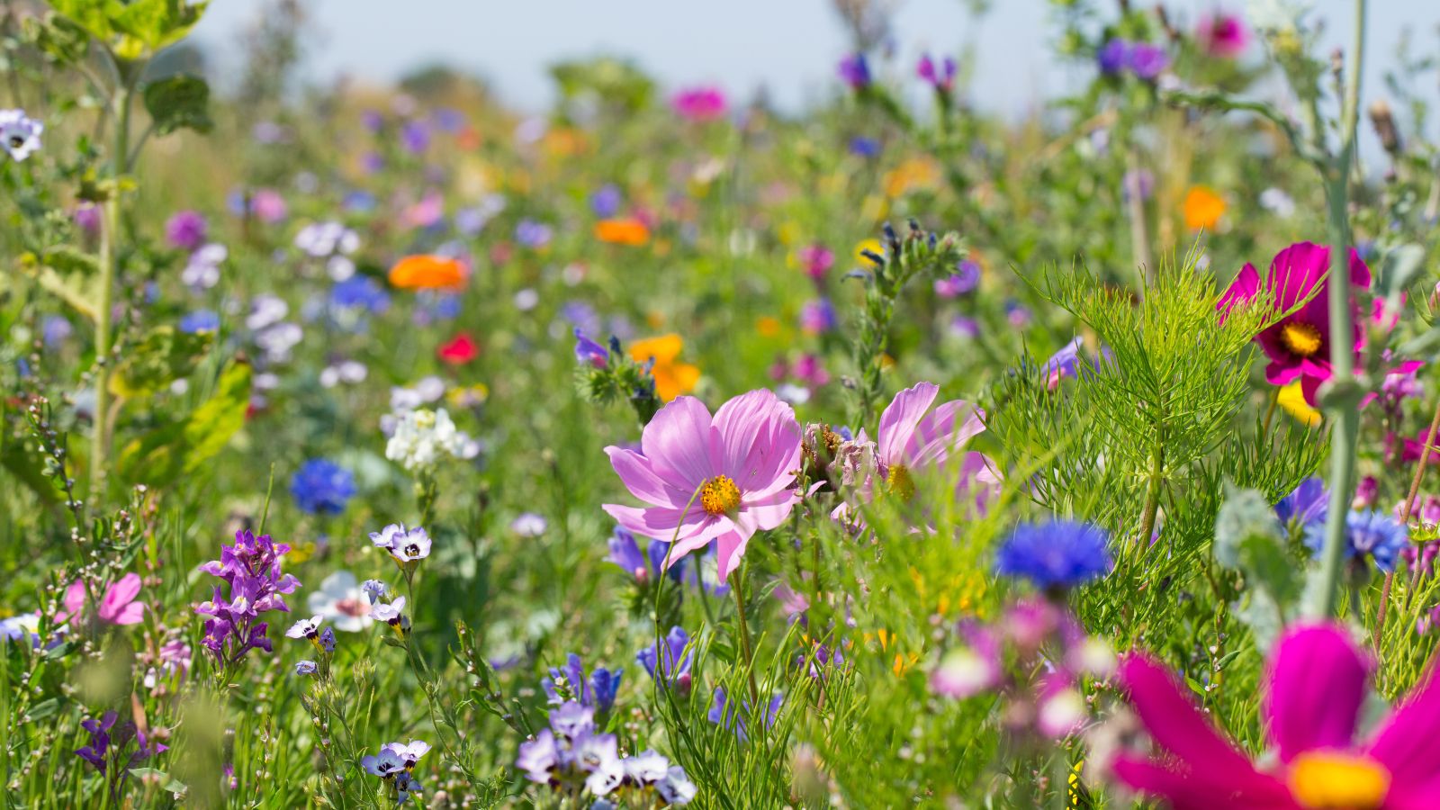 Bunte Blumenwiese.