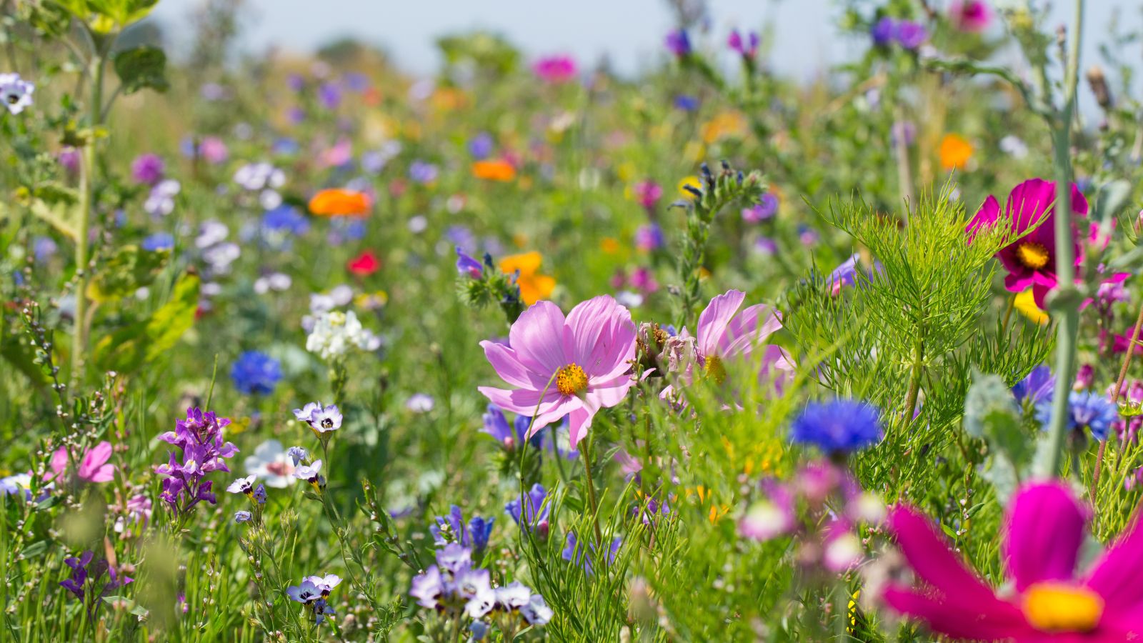 Bunte Blumenwiese