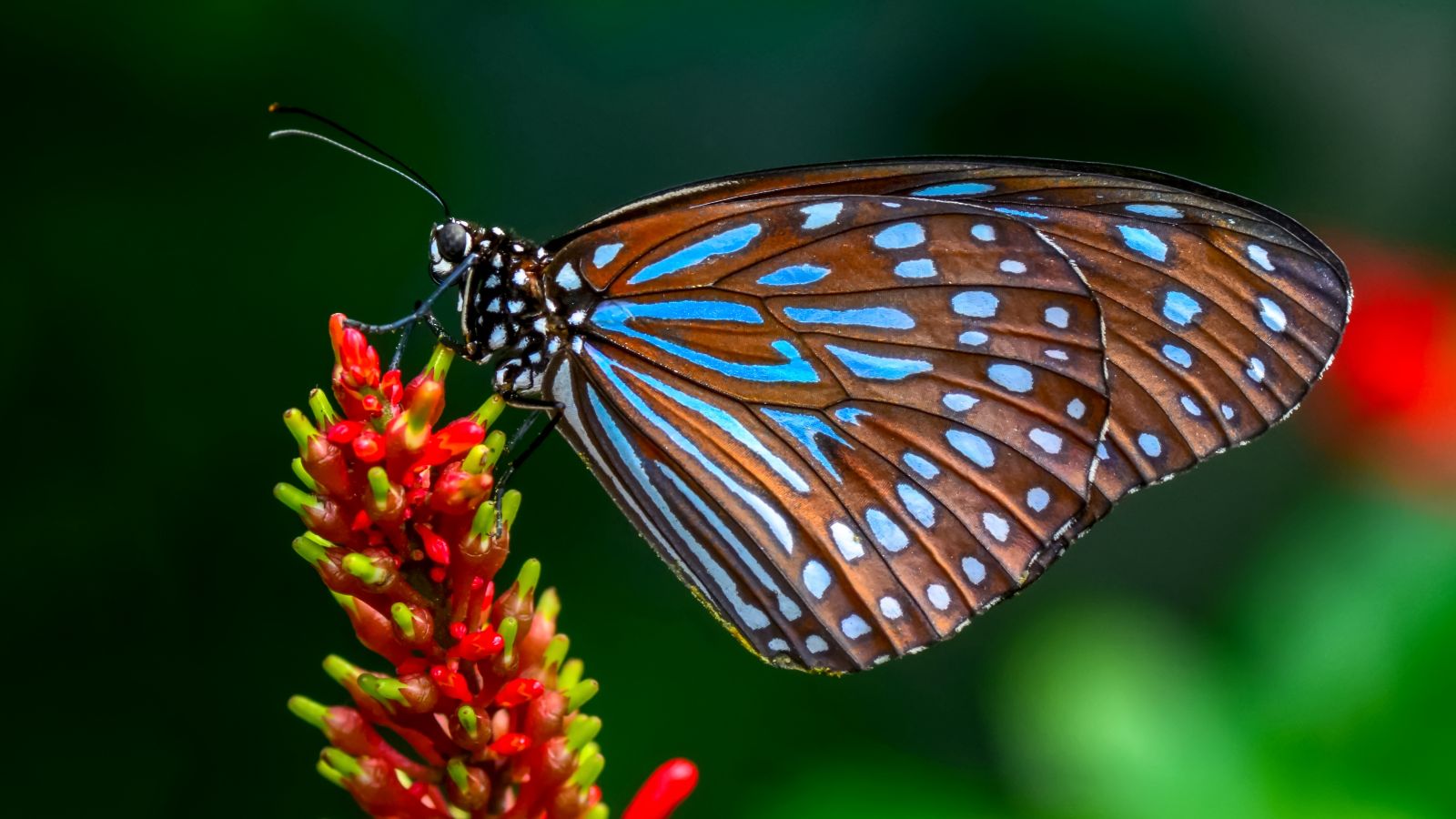 Schmetterling an Pflanze 