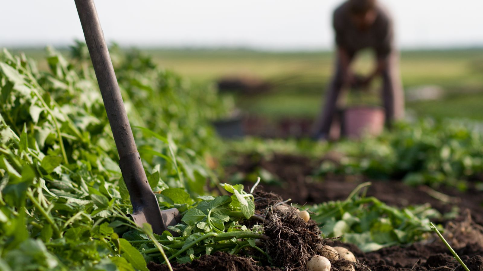 Arbeit auf Kartoffelacker
